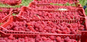 Uključi se, državo, pomozi!